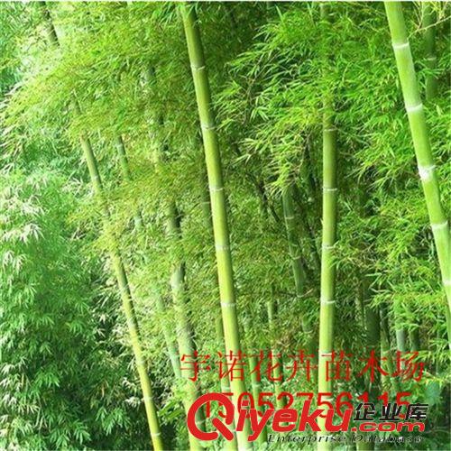 庭院觀賞竹子 紫竹筍/紫色竹子/紫竹苗  趣味美觀四季常青