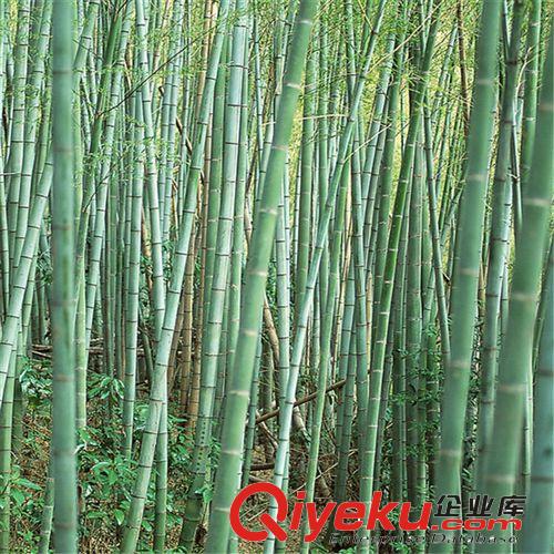 庭院觀賞竹子 紫竹筍/紫色竹子/紫竹苗  趣味美觀四季常青