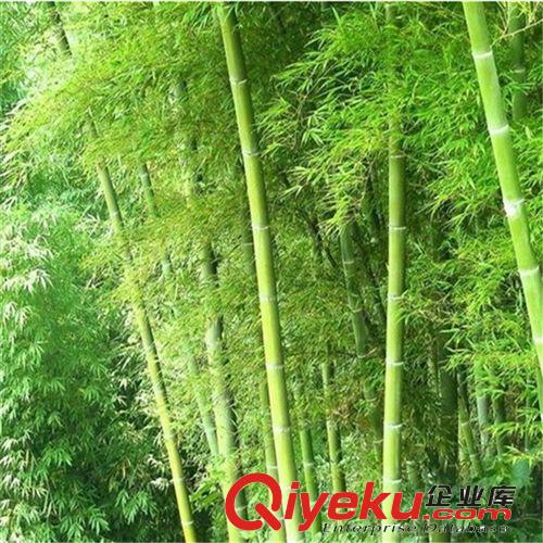 庭院觀賞竹子 紫竹筍/紫色竹子/紫竹苗  趣味美觀四季常青