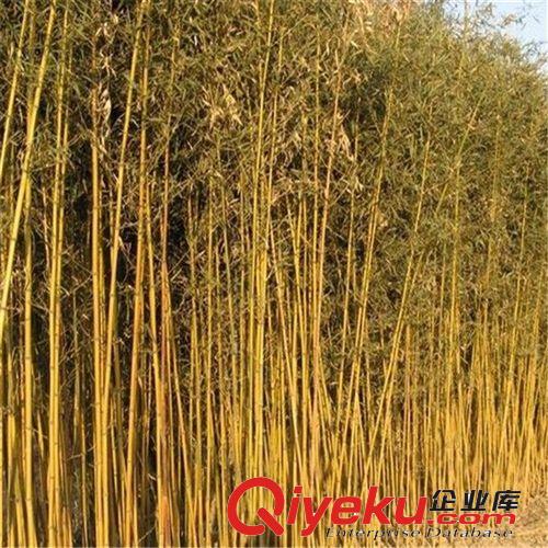 綠化苗竹子 出售竹   清水淡竹 青竹苗  金鑲玉竹 羅漢竹