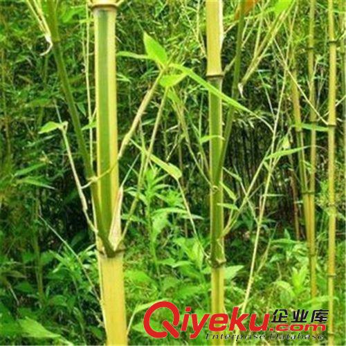 綠化苗竹子 出售竹   清水淡竹 青竹苗  金鑲玉竹 羅漢竹