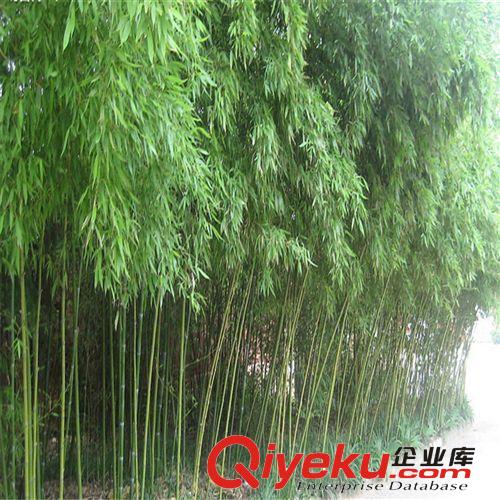 綠化竹子 出售竹苗 清水淡竹 青竹苗 紫竹 金鑲玉竹 羅漢竹