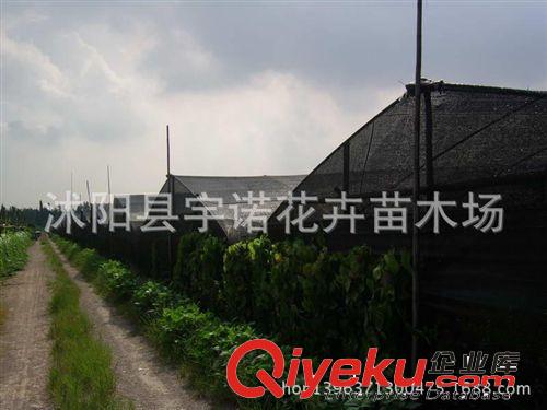 黑色加厚加密遮陽網(wǎng)促銷 農(nóng)用網(wǎng)遮陰網(wǎng)6針  園藝隔熱網(wǎng) 包郵原始圖片3