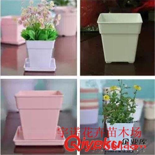 廠家熱銷推薦 園藝樹脂花盆 室內(nèi)盆栽植物  花盆批發(fā)