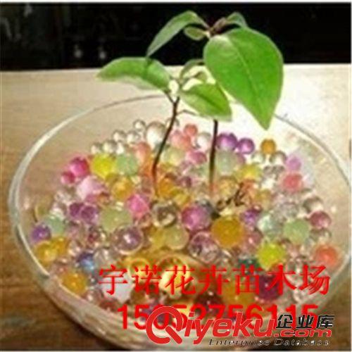 廠家熱銷 肉肉球/水晶球/魔球 根部水分無土栽培水培 100克原始圖片3