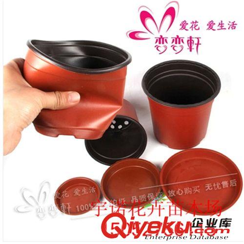 廠家熱銷 肉肉球/水晶球/魔球 根部水分無土栽培水培 100克