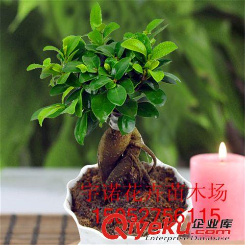 廠家熱銷(xiāo)懶人植物小榕樹(shù)栽 辦公室創(chuàng)意綠植物花卉盆栽