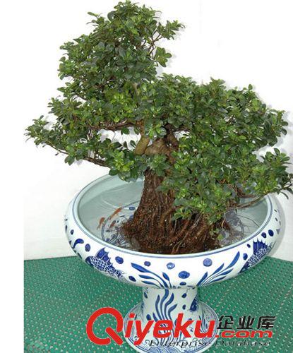 廠家熱銷(xiāo)懶人植物小榕樹(shù)栽 辦公室創(chuàng)意綠植物花卉盆栽原始圖片2