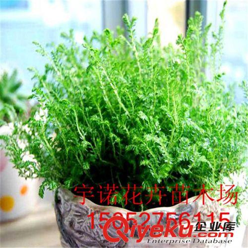 批發(fā)微景觀背景蕨類植物盆栽翠云草 綠色 幸福草 吉祥草 珊瑚蕨原始圖片2