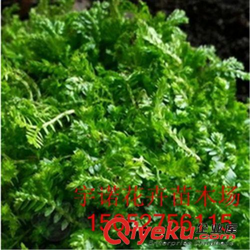 批發(fā)微景觀背景蕨類植物盆栽翠云草 綠色 幸福草 吉祥草 珊瑚蕨原始圖片3