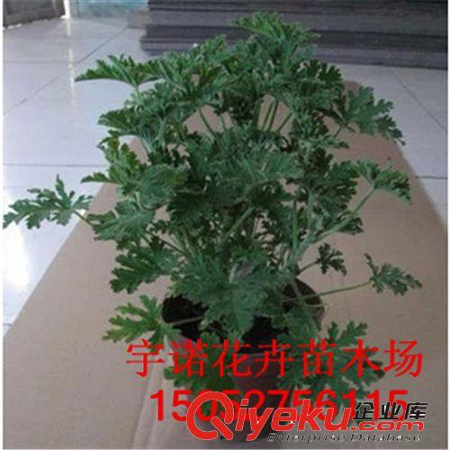 批發(fā)微景觀背景蕨類植物盆栽翠云草 綠色 幸福草 吉祥草 珊瑚蕨