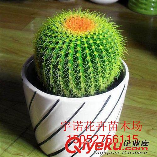 廠家tg優(yōu)質 驅蚊香草 驅蚊草盆栽 桌面盆栽花卉 低價批發(fā)