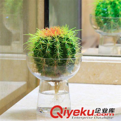 批發(fā)多肉植物仙人球盆栽辦公室桌面 防輻射仙人球綠色植物原始圖片2