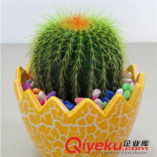批發(fā)多肉植物仙人球盆栽辦公室桌面 防輻射仙人球綠色植物原始圖片3