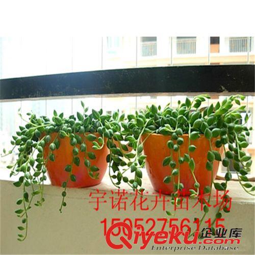批發(fā)多肉植物仙人球盆栽辦公室桌面 防輻射仙人球綠色植物