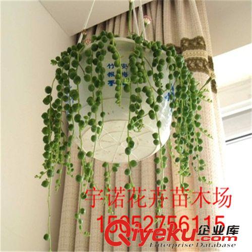 多肉植物 佛珠 珍珠吊蘭 情人淚 迷你盆栽 凈化空氣原始圖片2