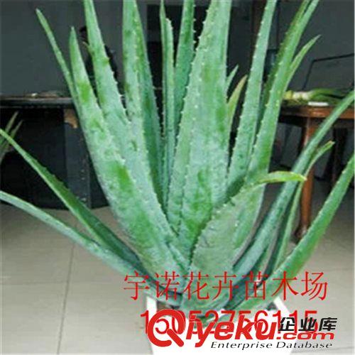 多肉植物 佛珠 珍珠吊蘭 情人淚 迷你盆栽 凈化空氣