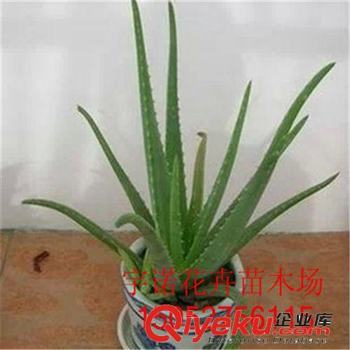 廠家批發室內盆栽 美容蘆薈苗 盆栽蘆薈苗 蘆薈植物苗量大優惠原始圖片2