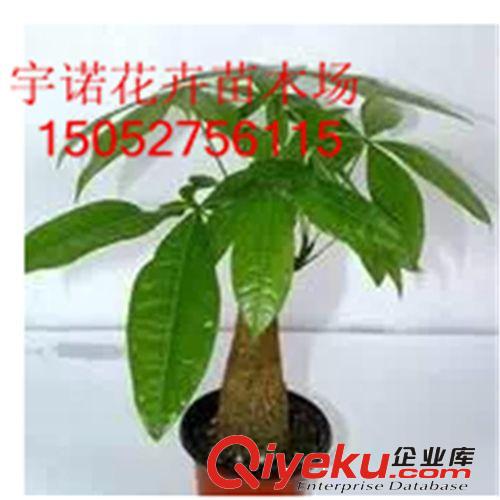 廠家批發室內盆栽 美容蘆薈苗 盆栽蘆薈苗 蘆薈植物苗量大優惠
