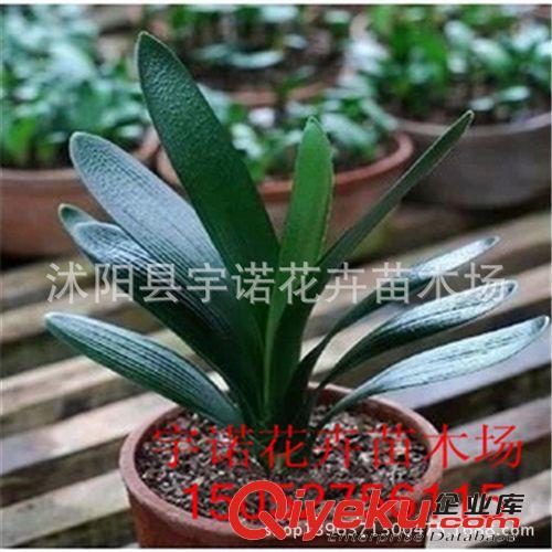 迷你桌面盆栽 含羞草苗 含羞草 風笑草 感應草 知羞草 怕丑草