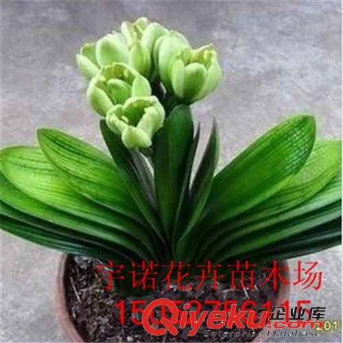 基地tg 植物盆栽 室內gd觀賞花卉 盆景 君子蘭防輻射 不含盆原始圖片3