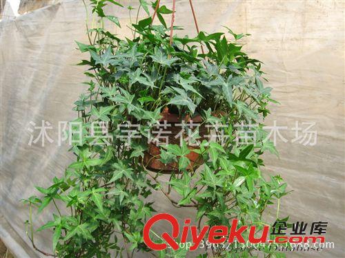 產地直銷花卉盆栽植物常春藤 批發青葉常春藤 花葉常春藤