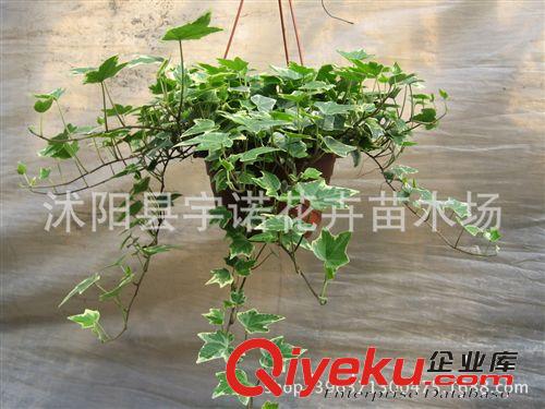 產地直銷花卉盆栽植物常春藤 批發青葉常春藤 花葉常春藤原始圖片2