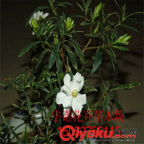 四季常青人見人愛 梔子花苗盆栽. 梔子花 小葉梔子花 精品盆栽原始圖片3