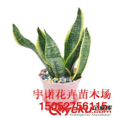 四季常青人見人愛 梔子花苗盆栽. 梔子花 小葉梔子花 精品盆栽