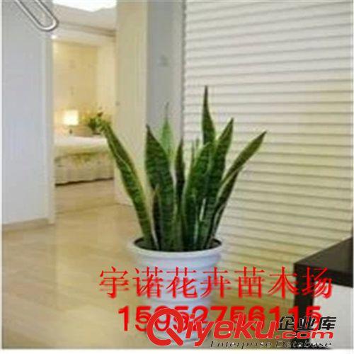 廠家提供 金邊 虎皮蘭 盆栽 植物 室內 jd凈化 苗高度10-15cm原始圖片2