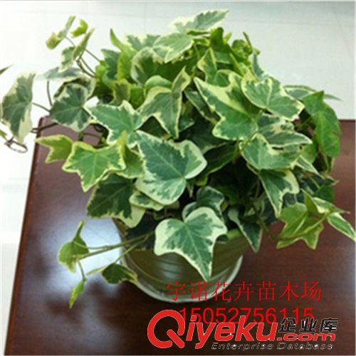 廠家提供 金邊 虎皮蘭 盆栽 植物 室內 jd凈化 苗高度10-15cm