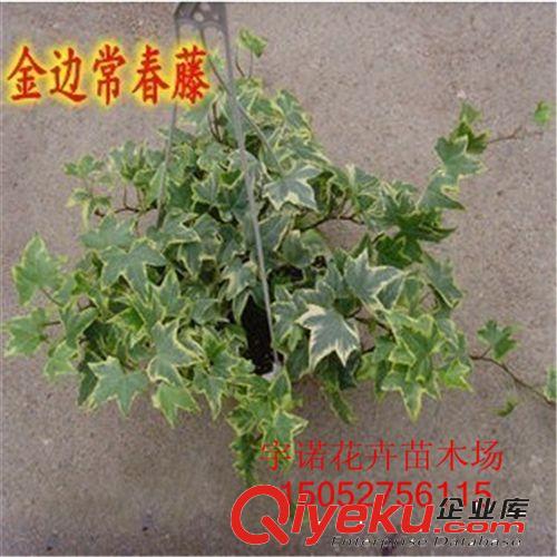 常春藤盆栽 盆栽植物 除90%苯 凈化空氣 吸甲醛原始圖片3