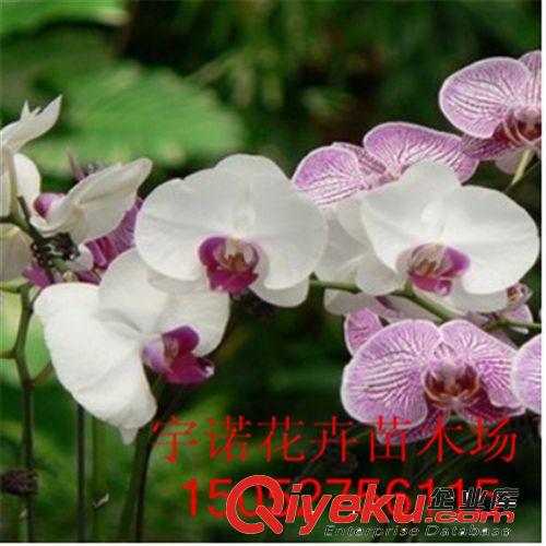 熱銷室內(nèi)盆栽zz蝴蝶蘭盆栽 蝴蝶蘭花苗盆栽花卉 當(dāng)年開花苗子原始圖片3