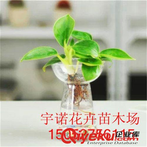 供應 鴨腳木盆栽 凈化空氣 吸尼古丁觀葉植物 鴨腳木苗