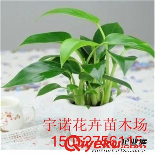 基地?zé)徜N小金鉆花卉 小型迷你植物盆栽  辦公室居家凈化空氣綠植原始圖片3