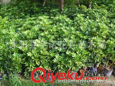 供應 鴨腳木盆栽 凈化空氣 吸尼古丁觀葉植物 鴨腳木苗原始圖片3