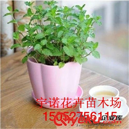 基地直銷 香草 清香薄荷盆栽蘇格蘭薄荷苗 凈化空氣原始圖片3