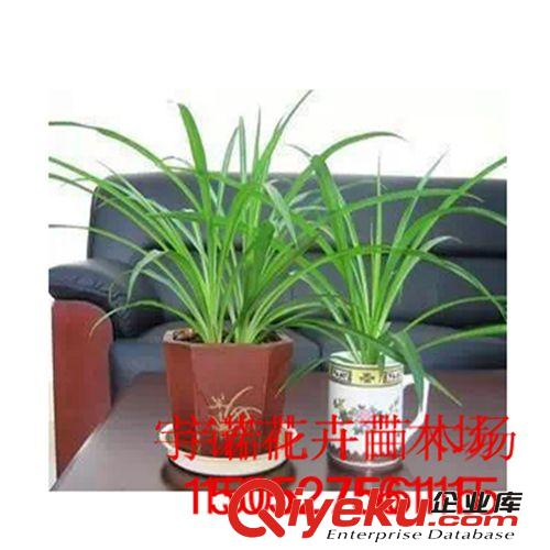草莓苗 四季草莓苗 盆栽草莓 草莓大苗 當年結果