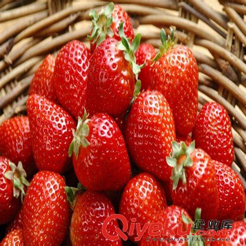 草莓苗 四季草莓苗 盆栽草莓 草莓大苗 當年結果原始圖片3