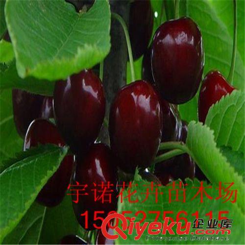 基地直銷   /mh桃--新美mh桃苗    量大優惠    價格從優