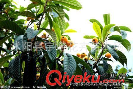 枇杷苗直銷 枇杷苗木 大五星枇杷樹苗 南方果樹苗 現貨 優質原始圖片3