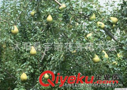 批發梨樹苗/嫁接苗/黃金梨樹/新品種/掛果快原始圖片3