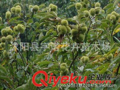 直銷板栗苗 產量高 果樹苗 栗子苗 多品種 良種板栗樹苗 掛果多原始圖片3