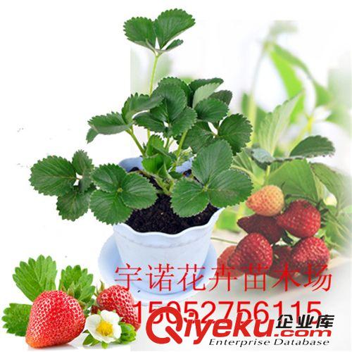 長期大量供應(yīng) 貝達砧木嫁接的優(yōu)良品種 紅提葡萄苗 葡萄種苗