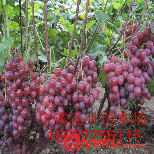 長期大量供應(yīng) 貝達砧木嫁接的優(yōu)良品種 紅提葡萄苗 葡萄種苗