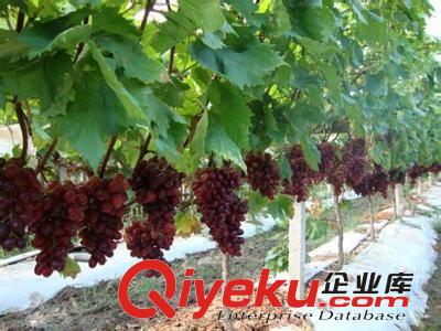 長期大量供應(yīng) 貝達砧木嫁接的優(yōu)良品種 紅提葡萄苗 葡萄種苗原始圖片3