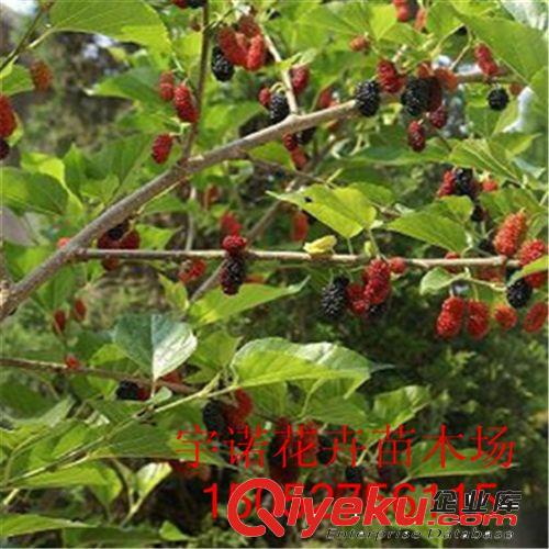 批發供應棗樹 樹苗/棗樹苗/當年結果苗/果多肉甜