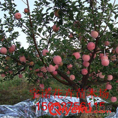 矮化蘋(píng)果苗/短枝蘋(píng)果樹(shù)苗/易采摘嫁接/早熟高產(chǎn)蘋(píng)果