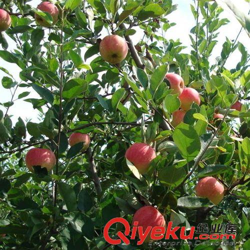 矮化蘋(píng)果苗/短枝蘋(píng)果樹(shù)苗/易采摘嫁接/早熟高產(chǎn)蘋(píng)果原始圖片2