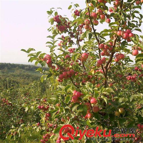 矮化蘋(píng)果苗/短枝蘋(píng)果樹(shù)苗/易采摘嫁接/早熟高產(chǎn)蘋(píng)果原始圖片3